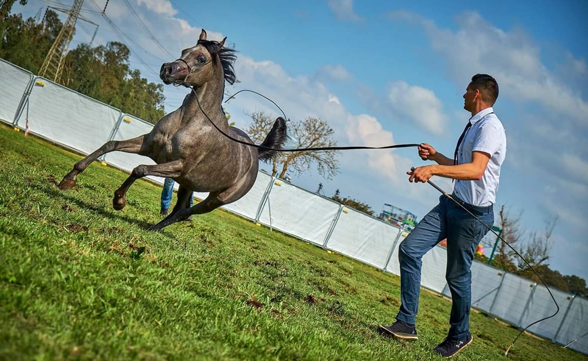 horsestelaviv (1).jpeg.jpeg